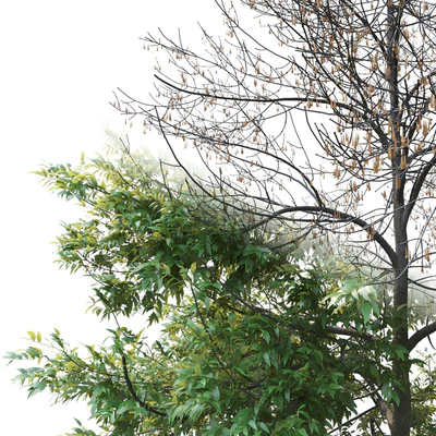 Ясень / Ash / Fraxinus #1 — Вид 3