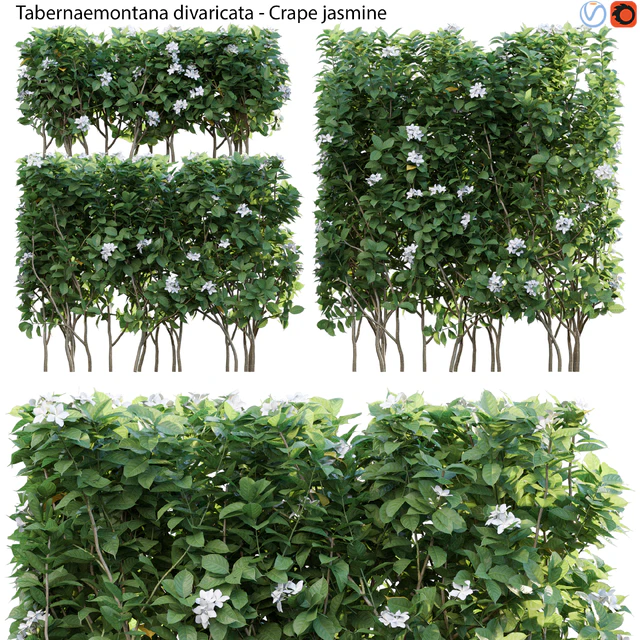 Tabernaemontana divaricata - Crape jasmine - 03 — Descargar