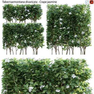 Tabernaemontana divaricata - Crape jasmine - 03 — Ver 1