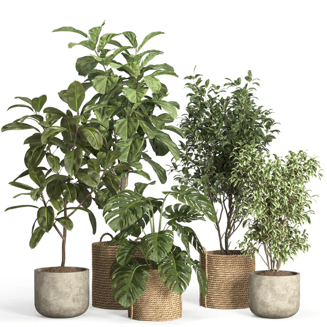 indoor plant set 55- rattan and concrete — Скачать