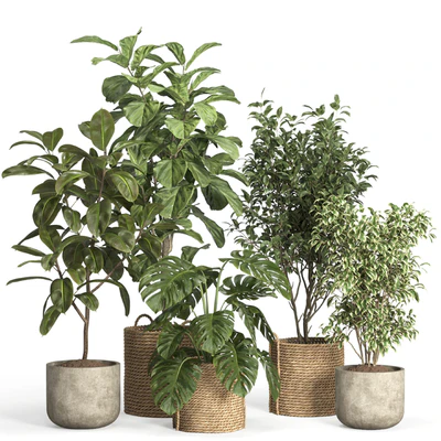 indoor plant set 55- rattan and concrete — Вид 1