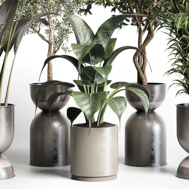 Collection indoor plant 156 pot plant ficus rubbery palm concrete dirt vase — Скачать