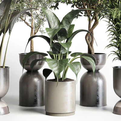 Collection indoor plant 156 pot plant ficus rubbery palm concrete dirt vase — Вид 3