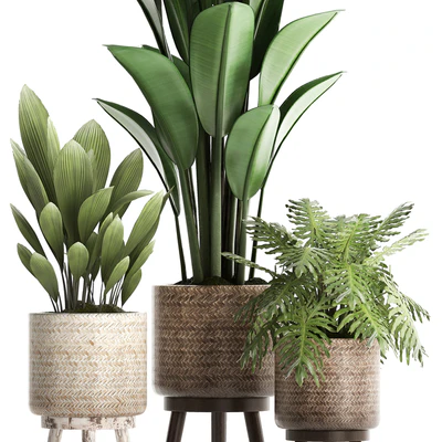 Plant Collection 428. basket, rattan, strelitzia, philodendron, palm grass, indoor plants, scandinavian style, eco design, natural decor — Ver 4