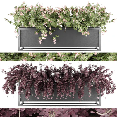Collection plant vol 15 — Вид 1