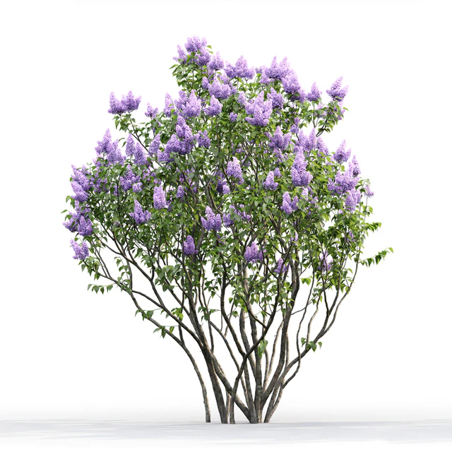 Syringa vulgaris # 2 — Descargar