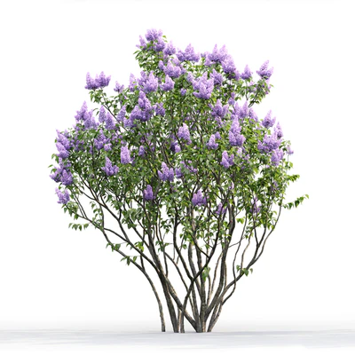 Syringa vulgaris # 2 — Ver 2