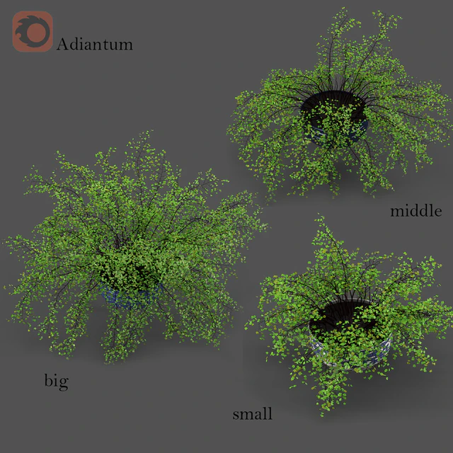 Adiantum или Венерин волос — Скачать