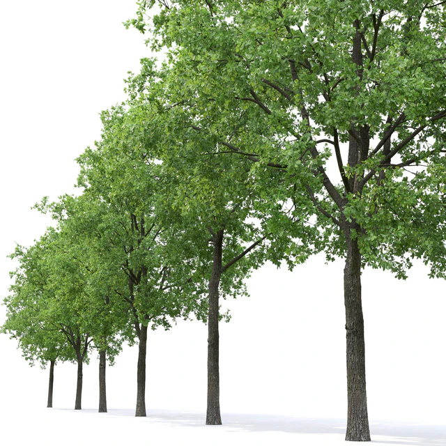 Oak — Descargar