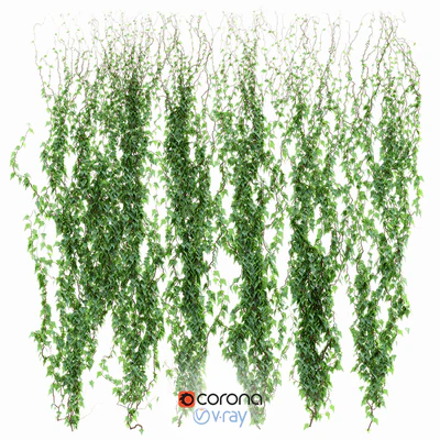 Ivy Wall — Ver 1