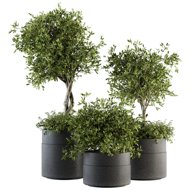 indoor Plant Set 193 - Tree in pot — Скачать