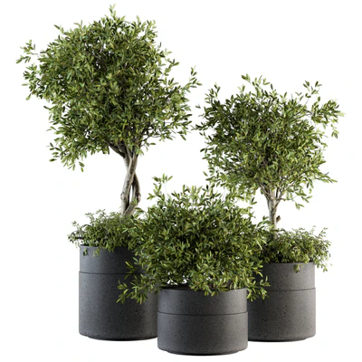 indoor Plant Set 193 - Tree in pot — Вид 1