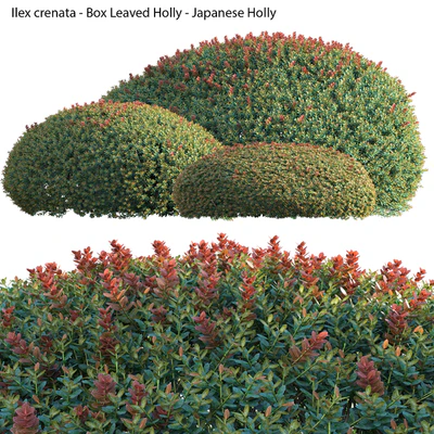 Ilex crenata - Box Leaved Holly - Japanese Holly - 02 — Ver 3