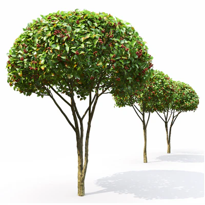 Crataegus — Вид 2