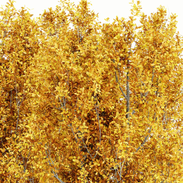 Cypress Oak Fall 5 tree — Descargar