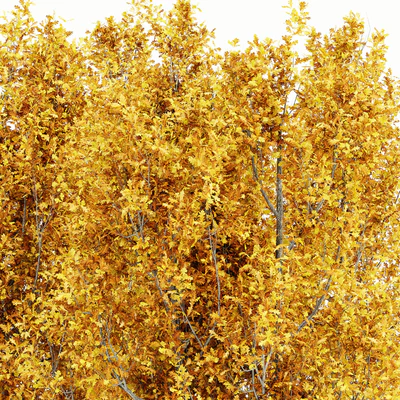 Cypress Oak Fall 5 tree — Ver 3