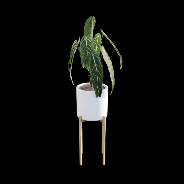 Anthurium Warocqueanum — Скачать