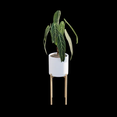 Anthurium Warocqueanum — Вид 3