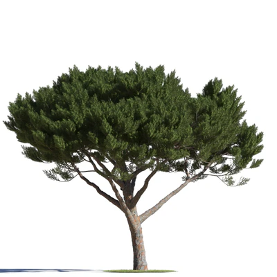 coniferous trees 013 — Скачать