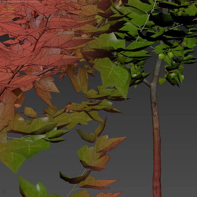 Sycamore / Platanus #22 — Ver 2
