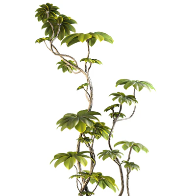 Bonsai FicusTree Set 345 — Ver 5