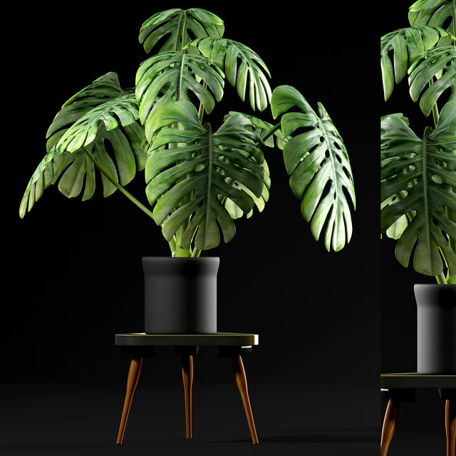 Monstera Plants 50 — Descargar