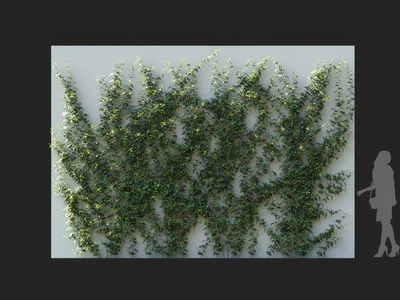 hedera nepalensis 001 — Descargar