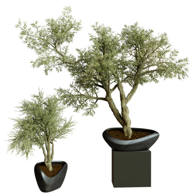 Collection Indoor Plant 72 — скачать