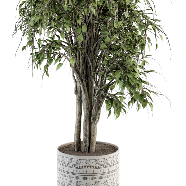 indoor Plant Set 266 - Ficus Benjamin Plant in pot — Descargar