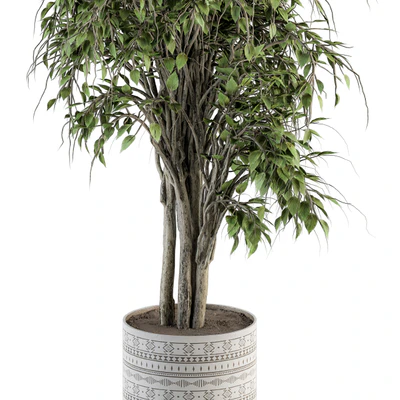 indoor Plant Set 266 - Ficus Benjamin Plant in pot — Ver 2