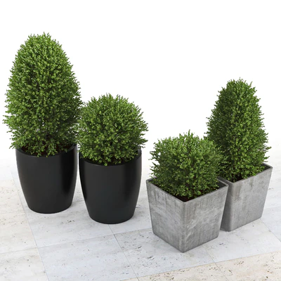 Collection of Plants 3 — Вид 2