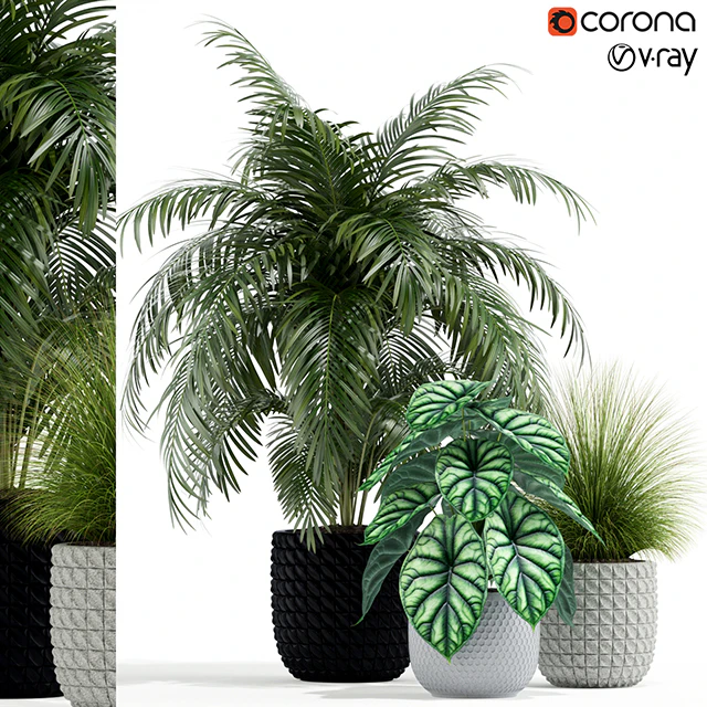 Plants collection 138 — Download