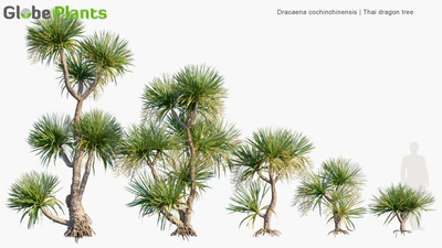 dracaena cochinchinensis — descargar