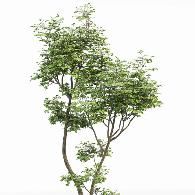 beautiful hazel leaves — Descargar
