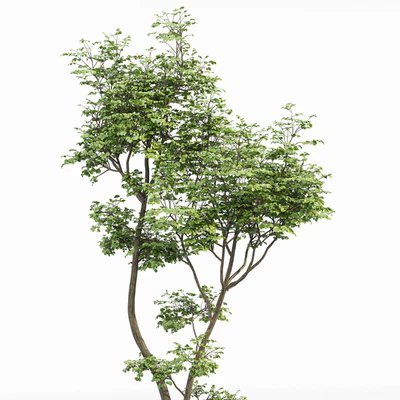 beautiful hazel leaves — Ver 5