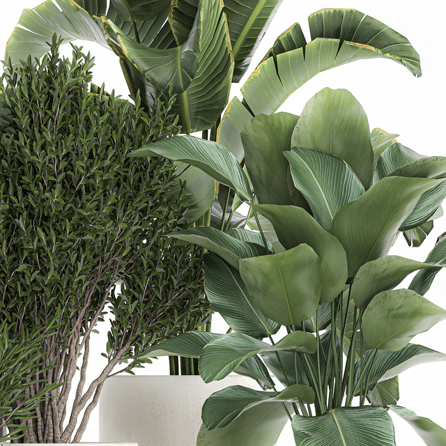 Collection of plants in outdoor pots from white pampas grass, tree, banana, Calathea lutea. 1095. — Descargar