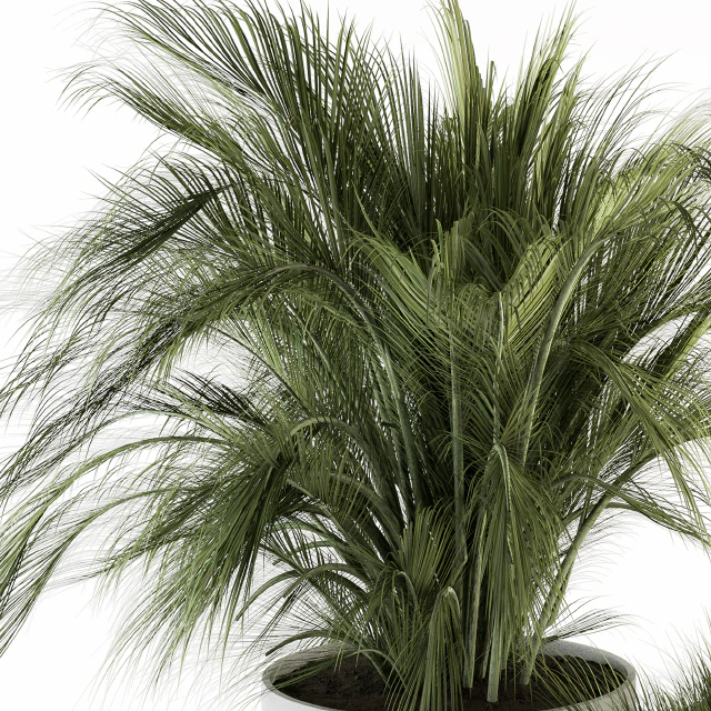 indoor Plant Set 223 - Plant Set in pot — Скачать