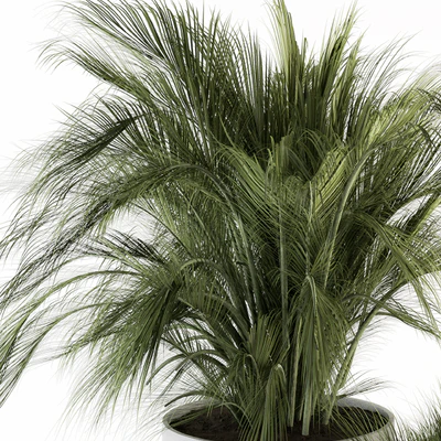 indoor Plant Set 223 - Plant Set in pot — Вид 3