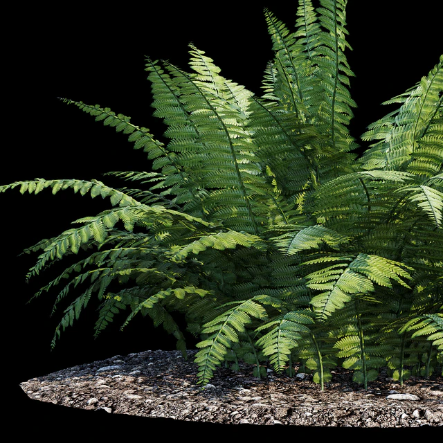 Fern bush — Descargar