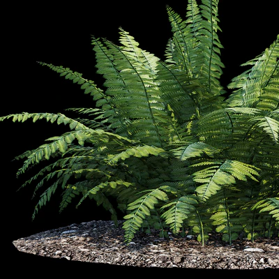 Fern bush — Ver 3