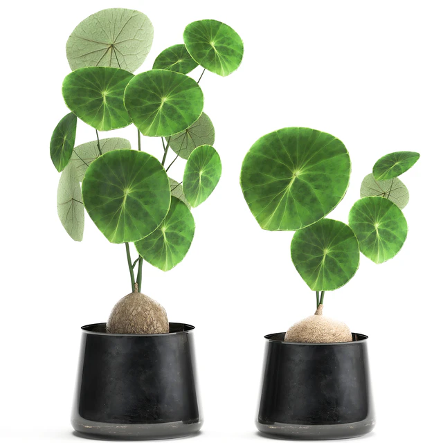 A small exotic flower in a metal pot with Stephania Erecta. Set 894. — Descargar