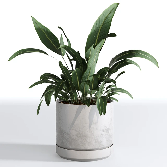 Indoor Plants Collection - Set 03 — Download