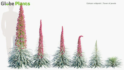 echium wildpretii — download
