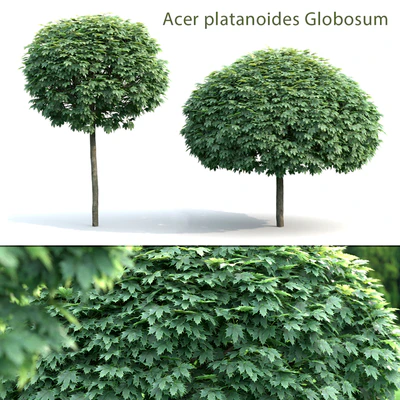 Maple Globozum — Ver 1