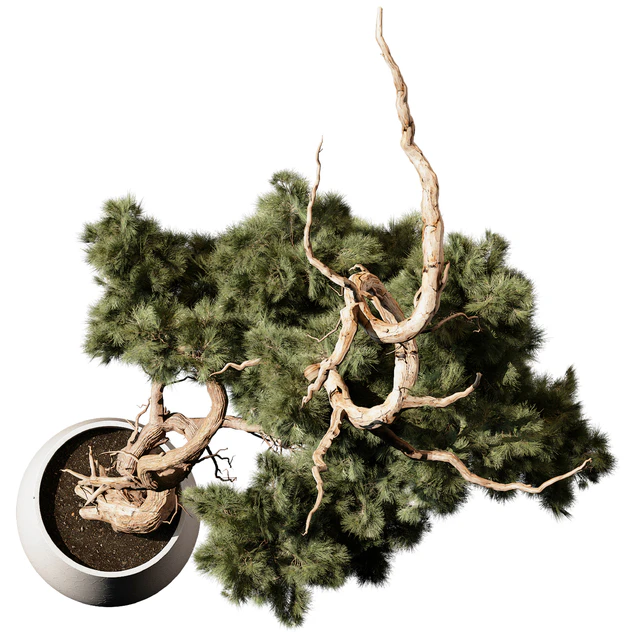 indoor Plant 246 — Descargar