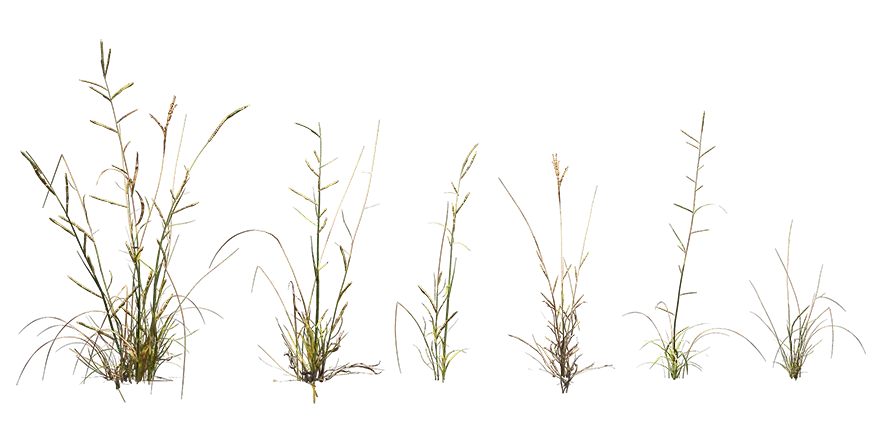 dallisgrass 001 — Descargar
