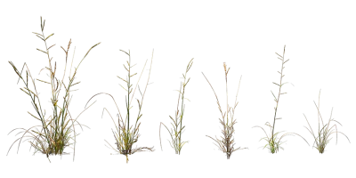 dallisgrass 001 — Descargar