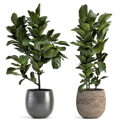 Collection of plants-006 — Вид 2
