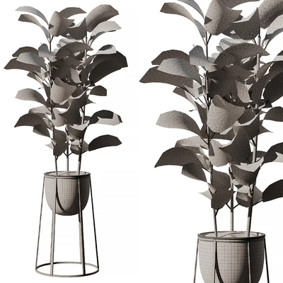 Indoor Plant SetV18 - Ficus Stand Pot — Ver 3