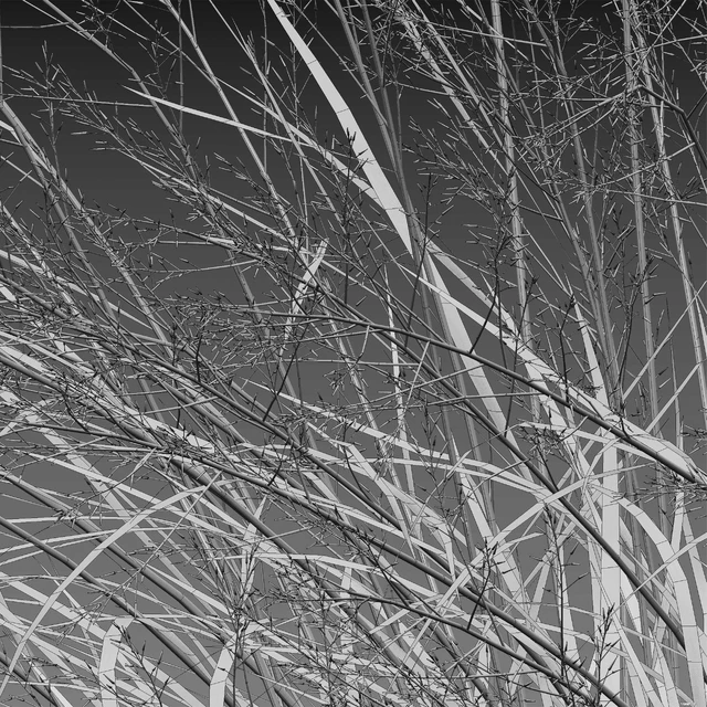 Panicum virgatum (Switchgrass) — Descargar
